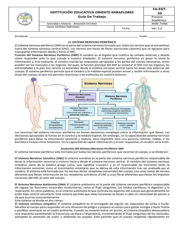 Sistema Nervioso Periferico | PDF | Sistema nervioso | Nervio