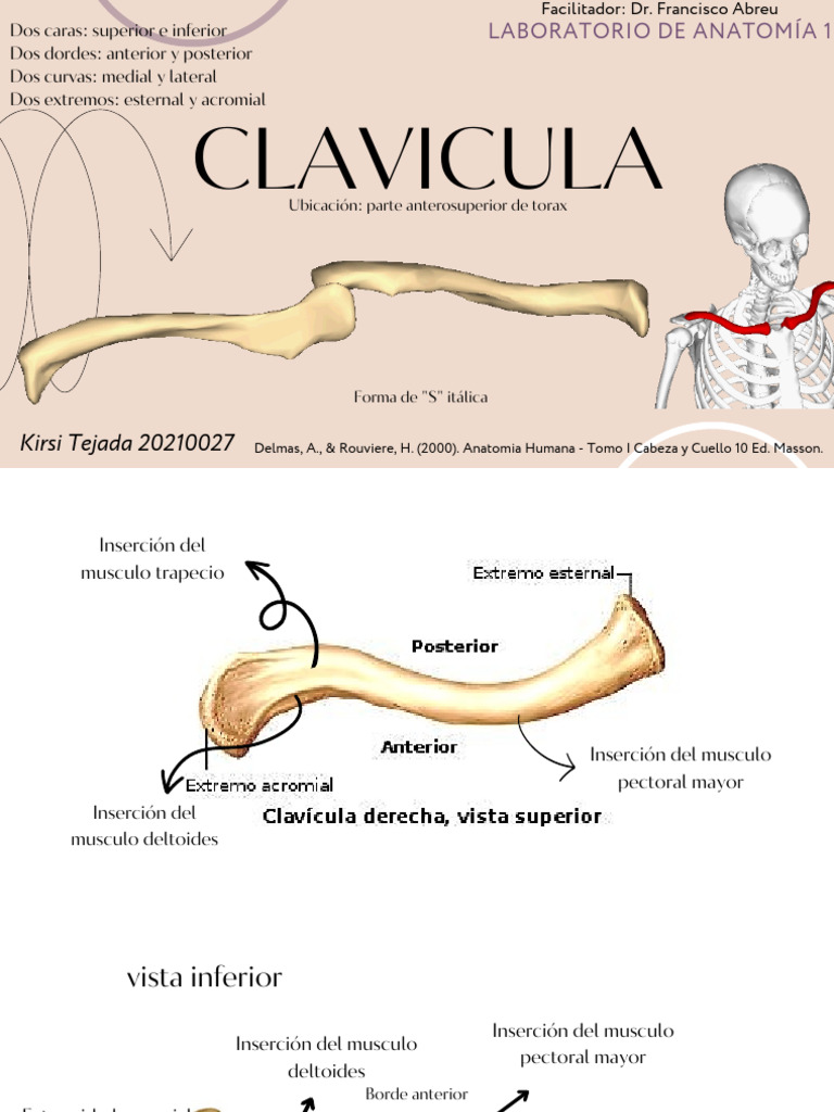 Clavicula | PDF