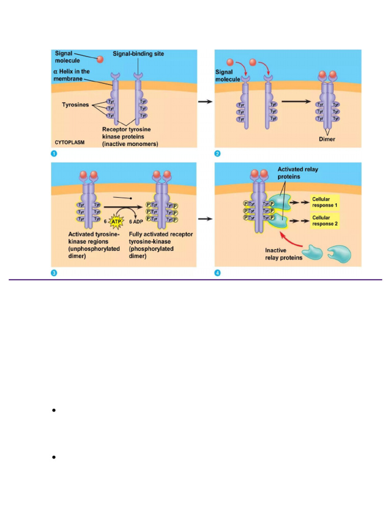 Chapter - 11 Cell Communication - 260130 - 133218 | PDF | Signal ...
