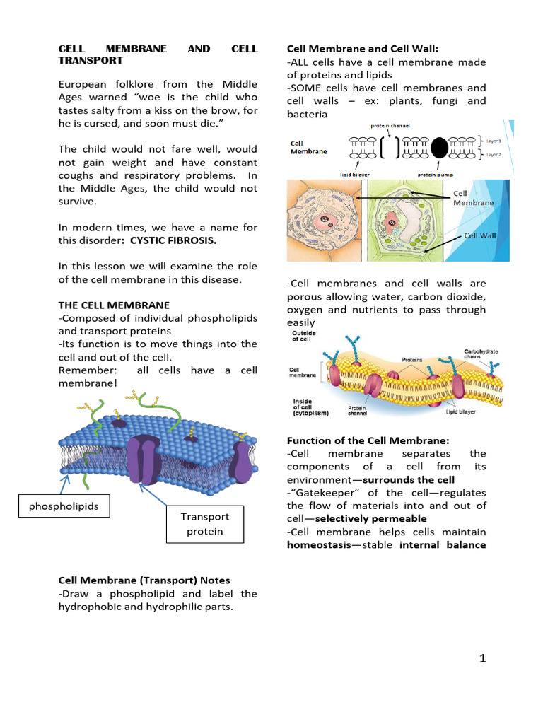Biology 1 Cell Membrane and Cell Transport | PDF | Cell Membrane | Osmosis