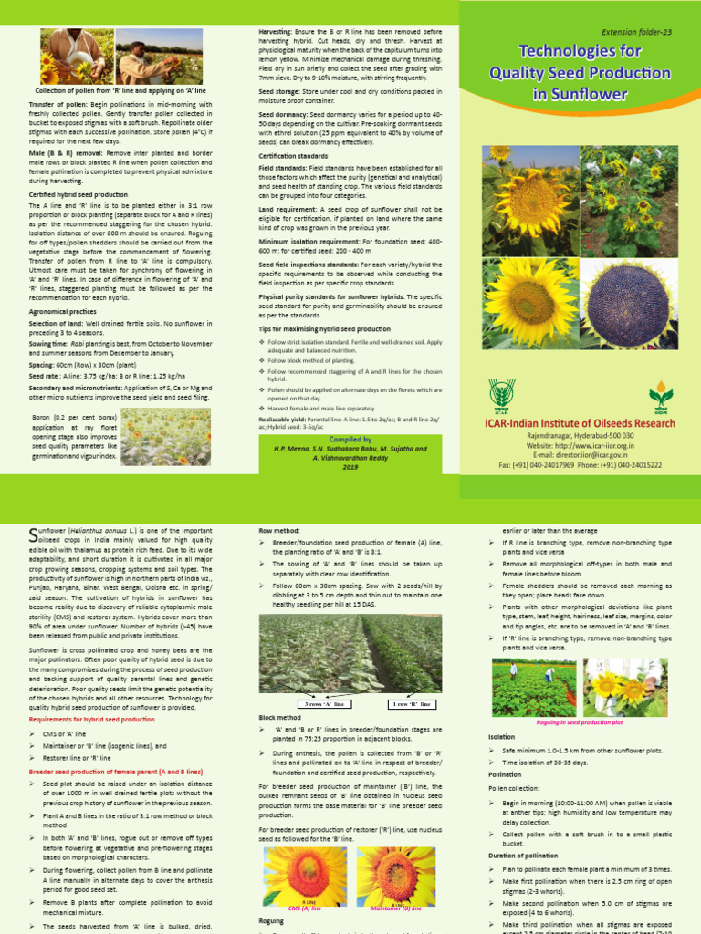 Sunflower Seed Production | PDF | Pollination | Seed