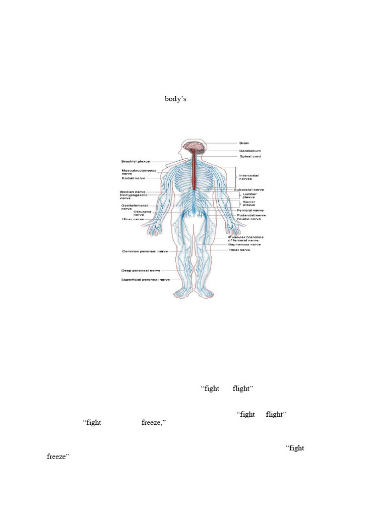 Organization of The Nervous System-Ii | PDF | Nervous System ...