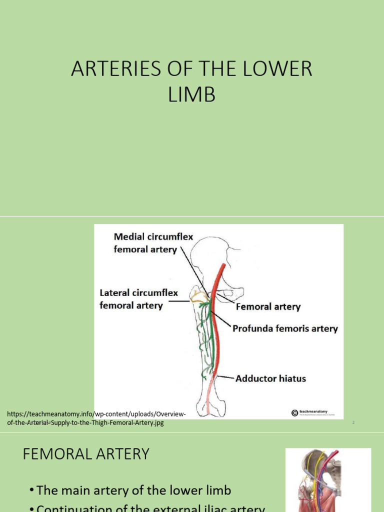 Arteries of The Lower Limb | PDF | Human Leg | Foot