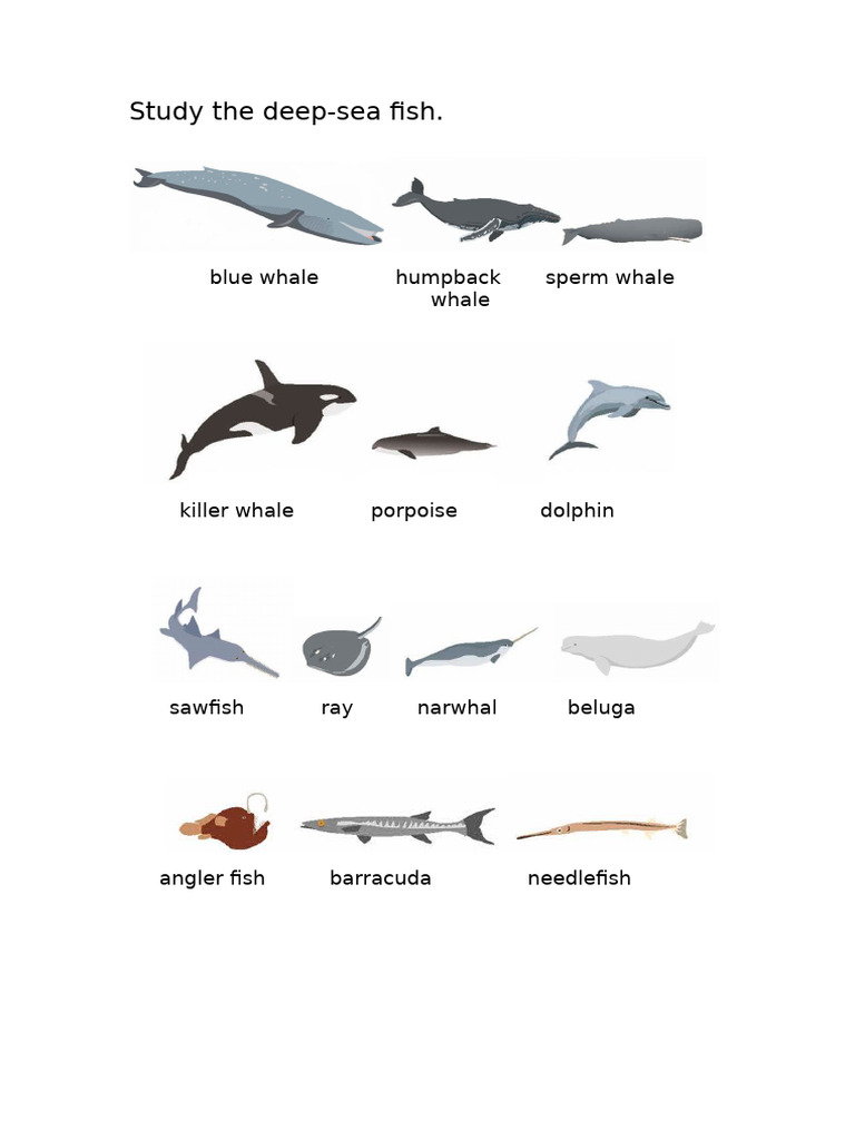 Fish | PDF