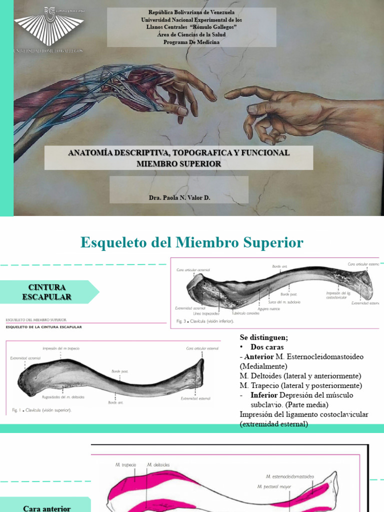 Miembro Superior | PDF | Mano | Sistema esquelético