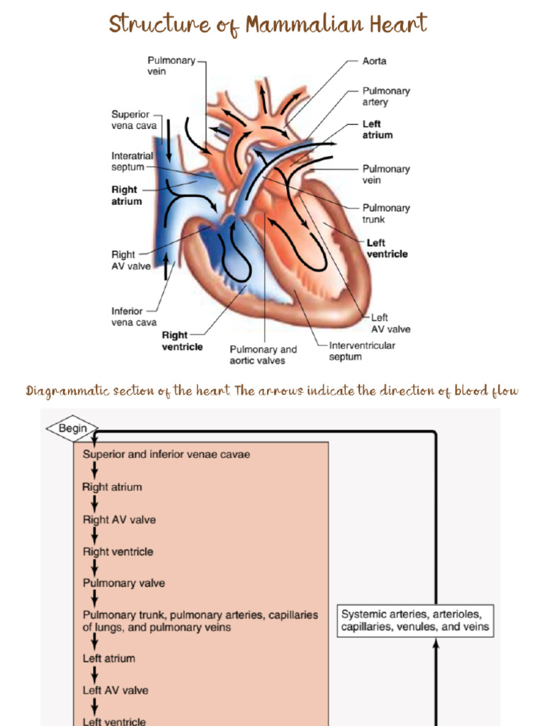 Heart | PDF