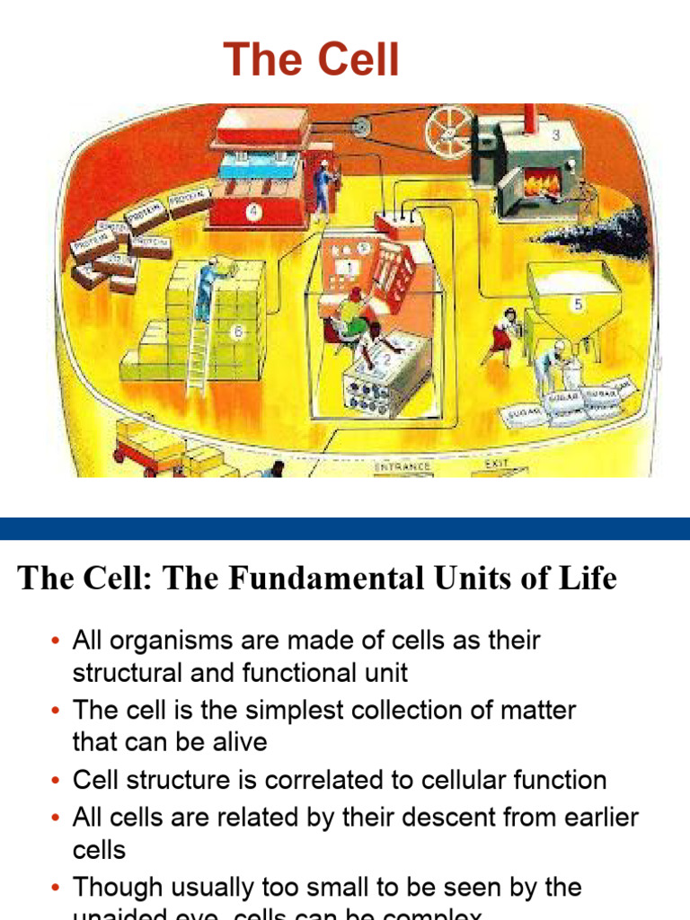 08 BfE- The Cell | PDF | Endoplasmic Reticulum | Cell (Biology)