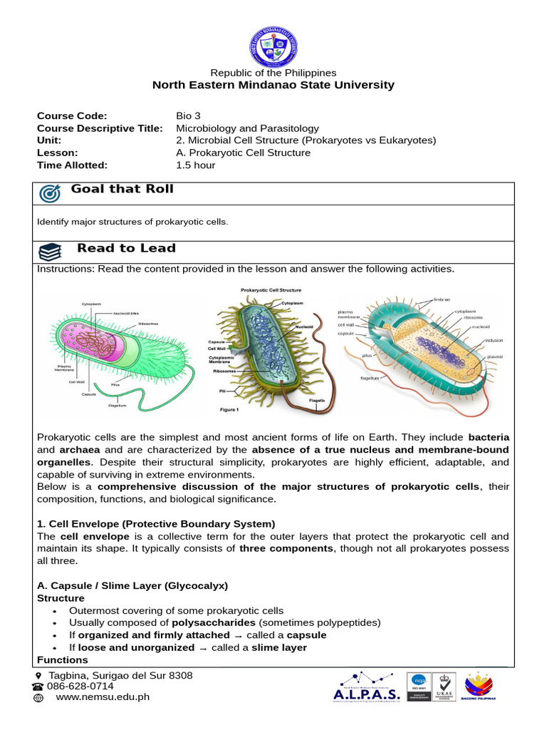 U2LA - Prokaryotic Cell Structure | PDF | Cell (Biology) | Bacteria