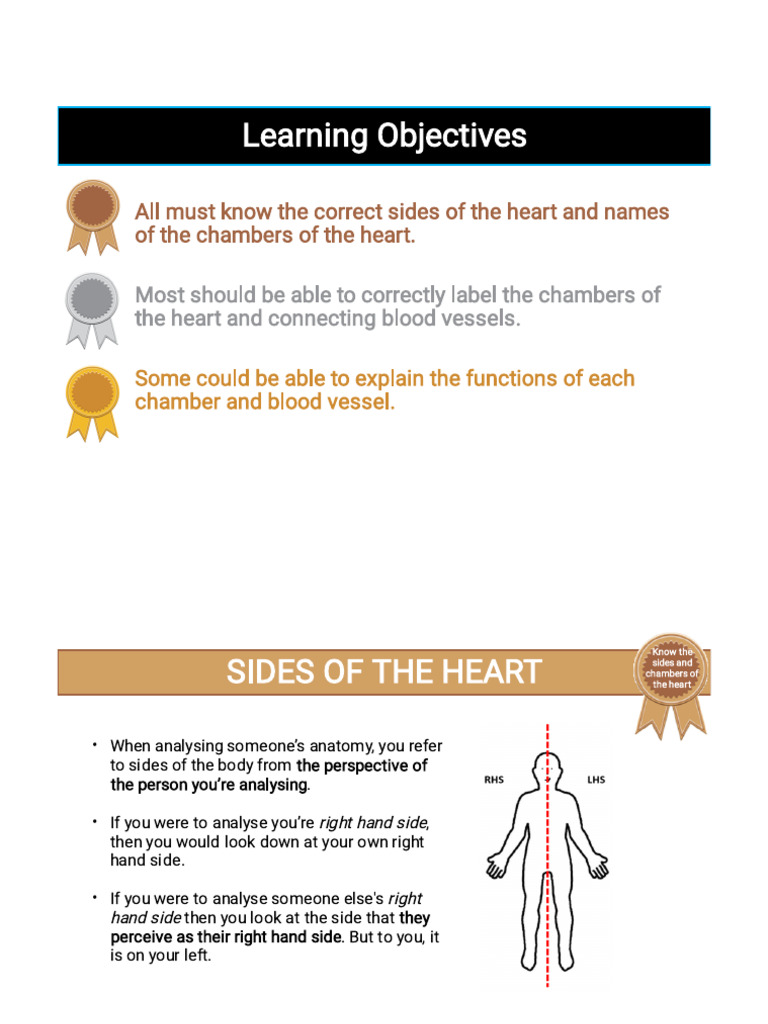 Structure of Heart GCSE | PDF | Atrium (Heart) | Circulatory System