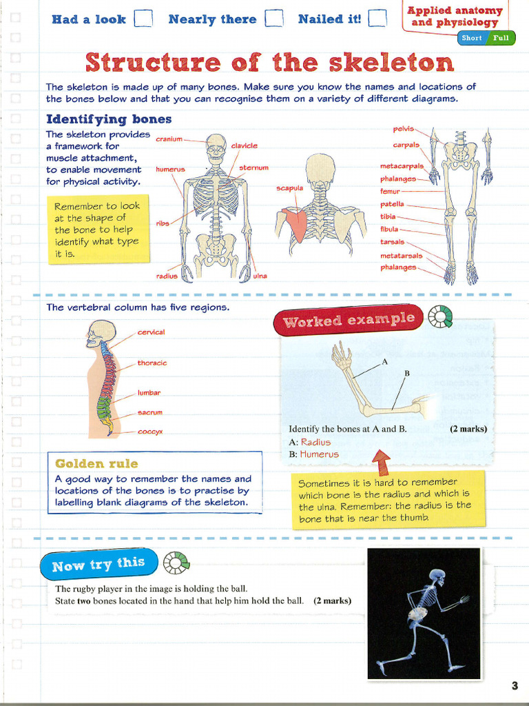 Structure of the Skeleton | PDF