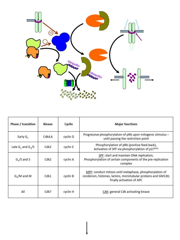 Main Players in Cell Control | PDF | Cell Cycle | Systems Biology