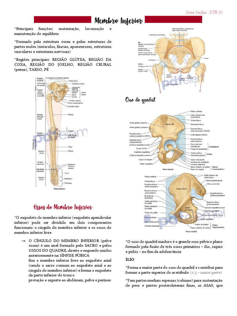Membro Inferior | PDF | Pélvis | Quadril