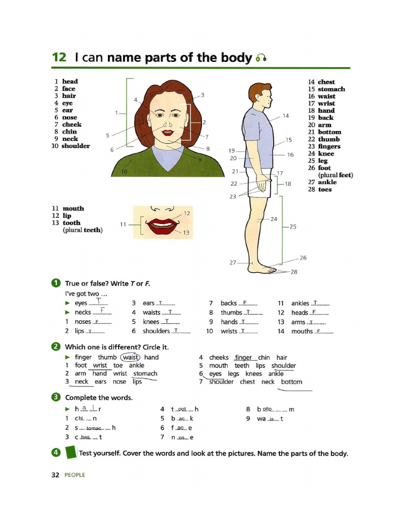 Body | PDF