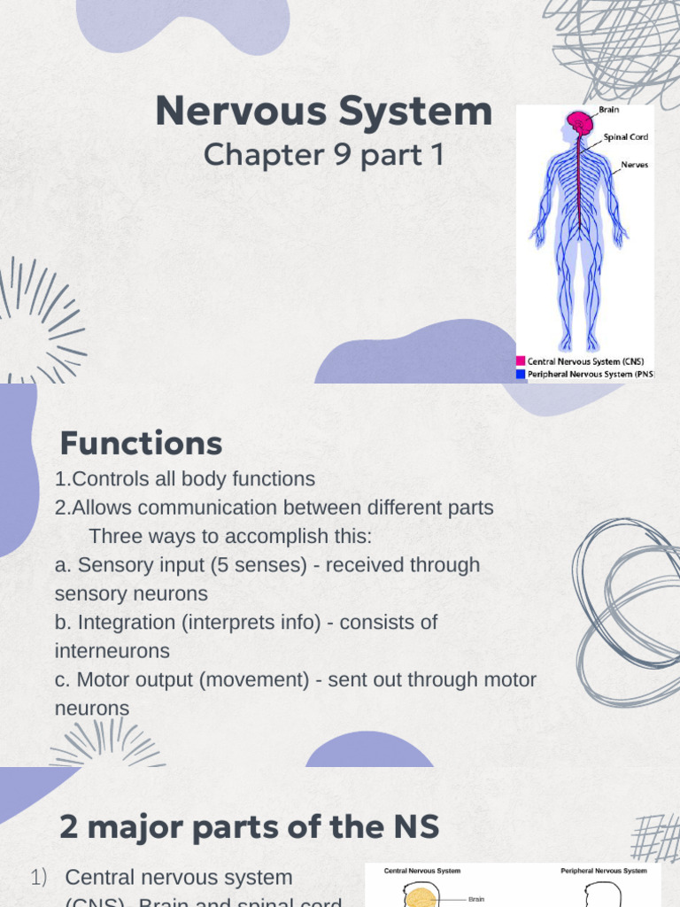 Nervous System Notes | PDF | Neuron | Action Potential