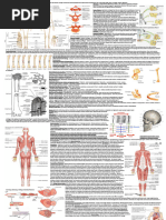 Complete List of 206 Human Bones | PDF | Vertebra | Skeletal System