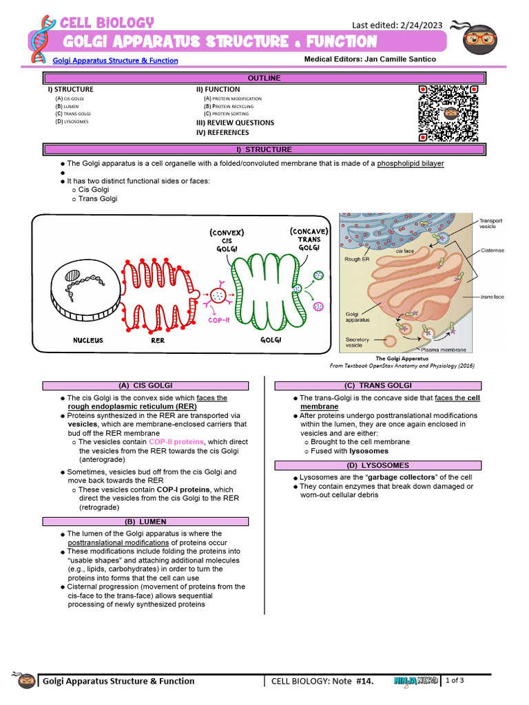 10600040 Cell Biology Basics 004 Golgi Apparatus Structure & | PDF ...