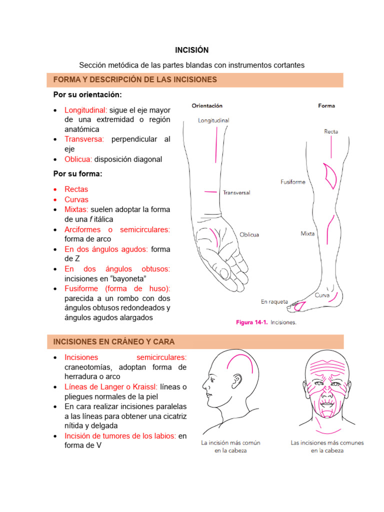 INCISIONES | PDF | Abdomen | Anatomía