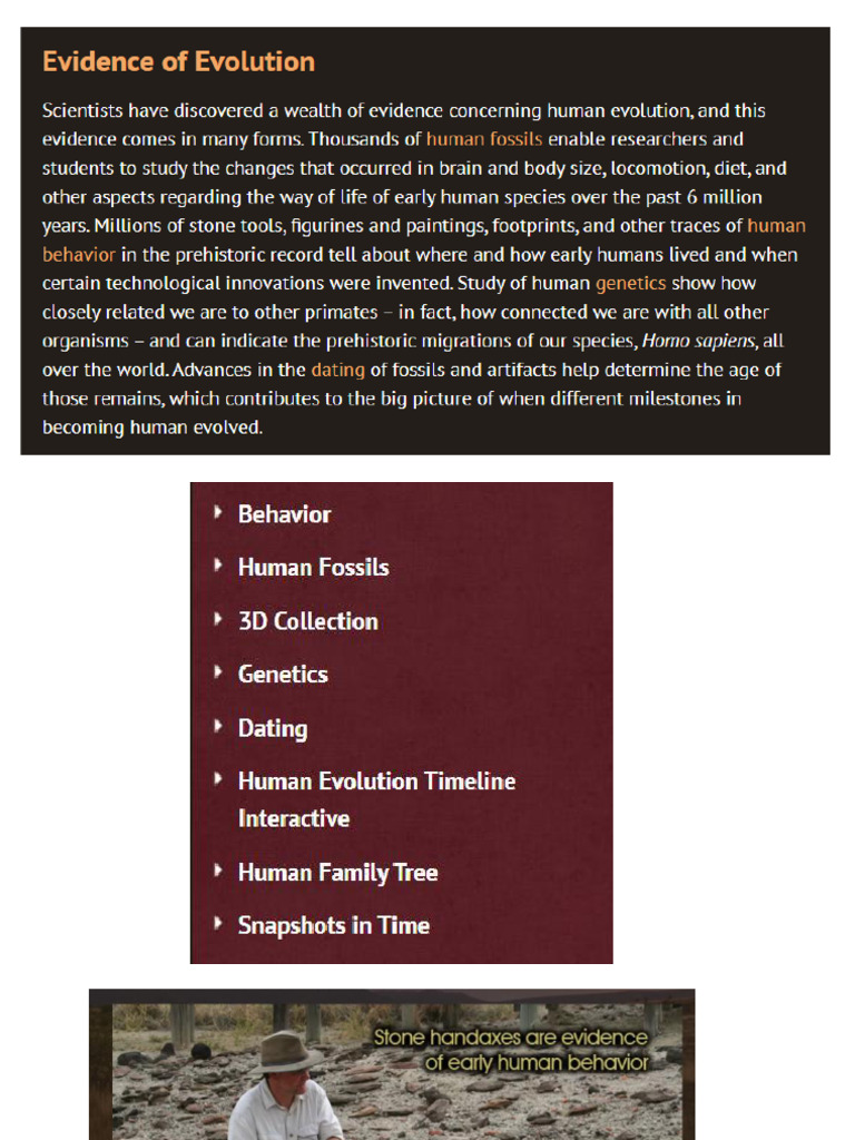 Human Evolution | PDF