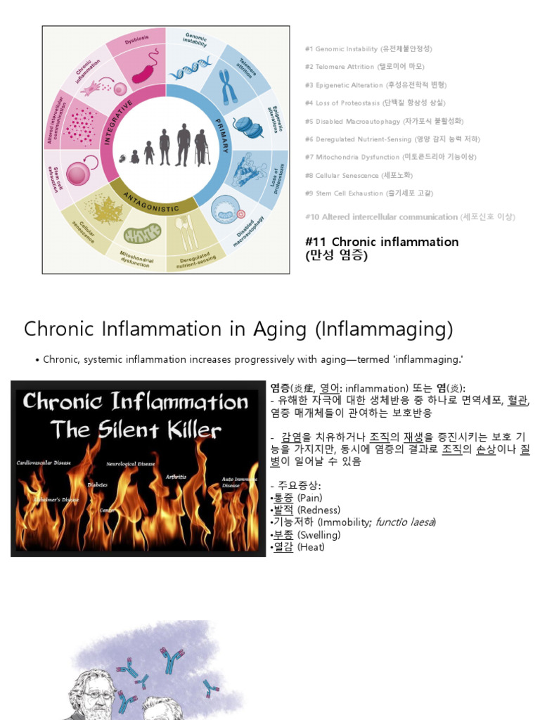 Chapter 11 Chronic Inflammation | PDF | Inflammation | Interleukin 6