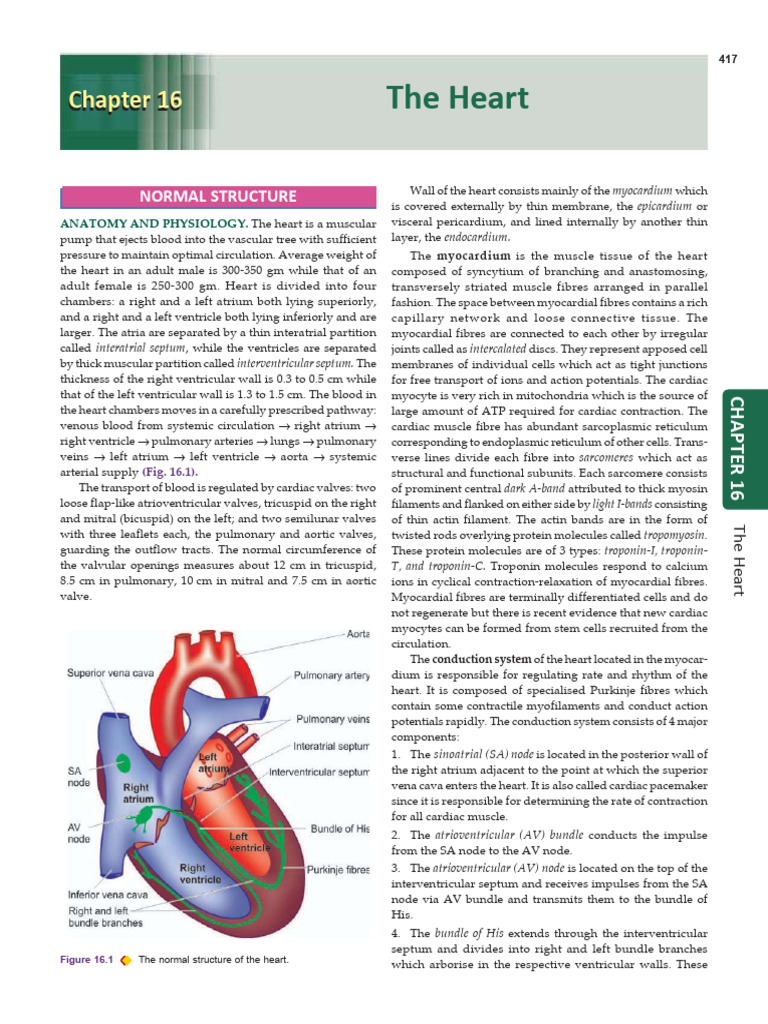 Mod 4 | PDF | Coronary Circulation | Heart