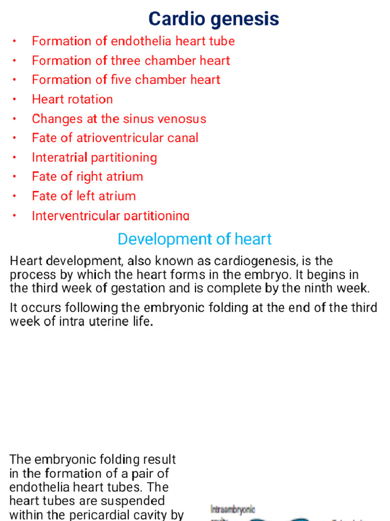 Cardiogenesis For Physiology Students | PDF