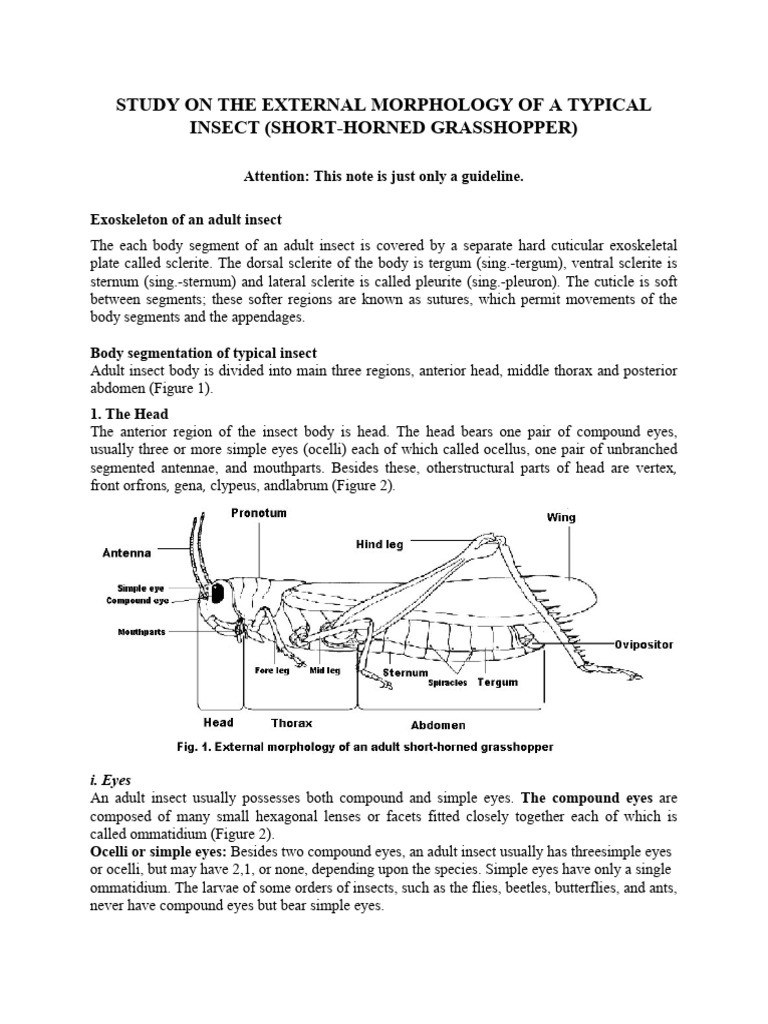 Study On The External Morphology of A Typical Insect | PDF | Insects ...