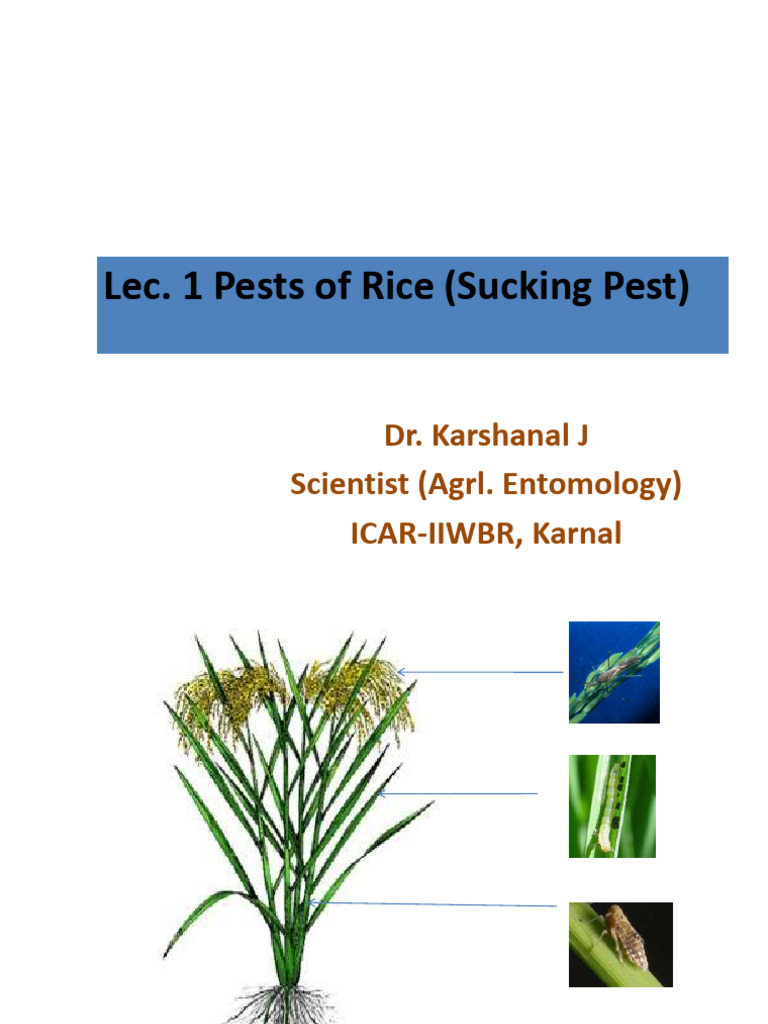 Pests of Rice (Sucking Pests) KJ | PDF | Insects | Organisms