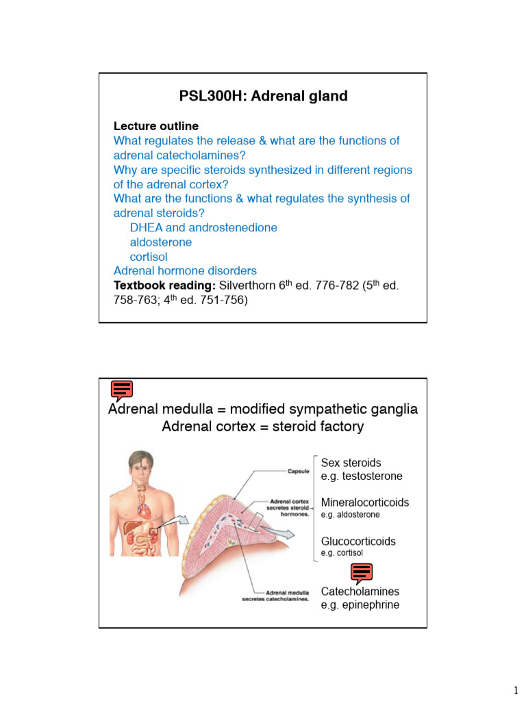 2013 Endocrine Adrenalgland | PDF | Adrenal Gland | Endocrine System