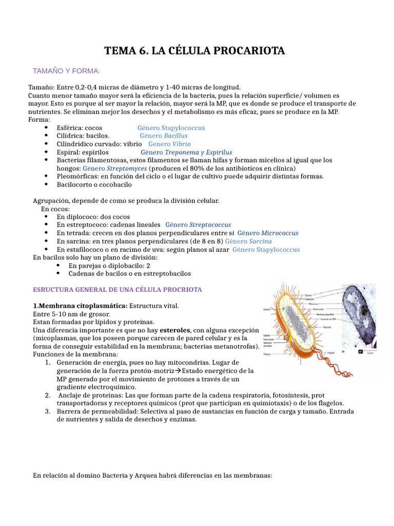 Tema 6. La Celúla Procariota | PDF | Las bacterias | Lipopolisacárido
