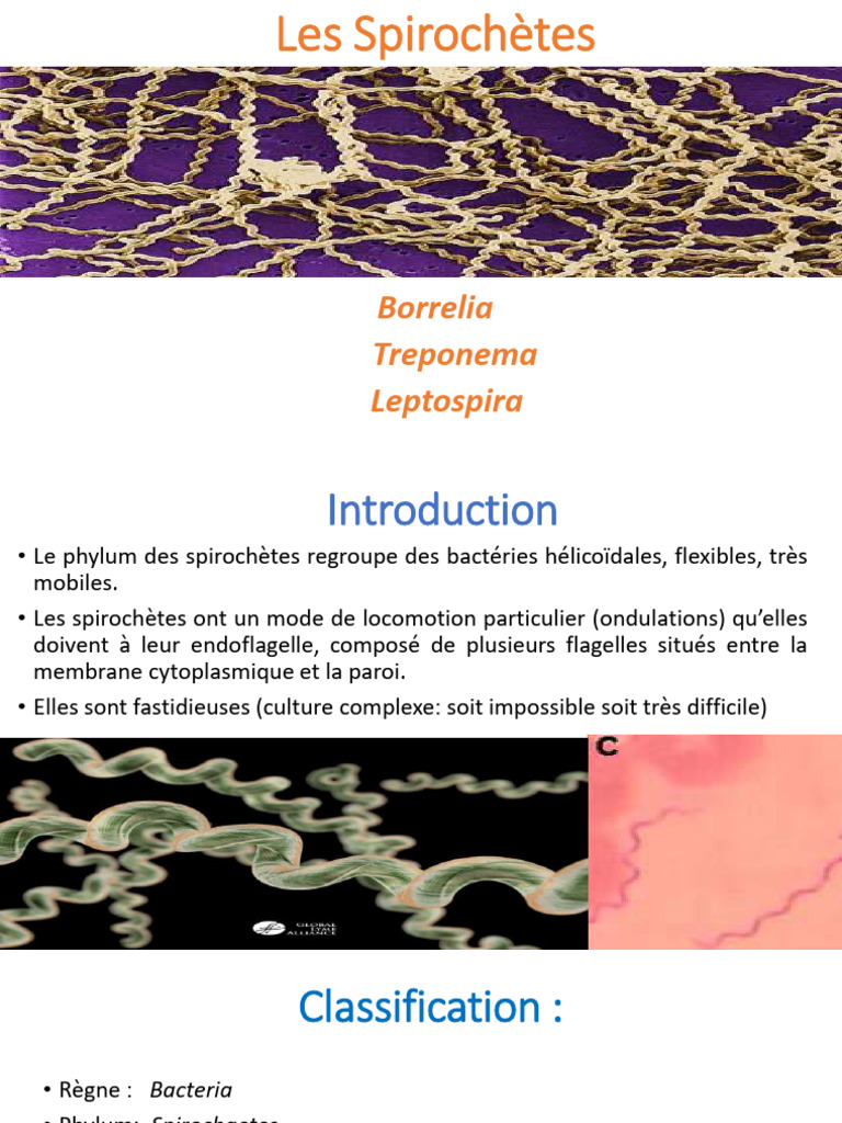 Les Spirochètes 23 | PDF | Microbiologie