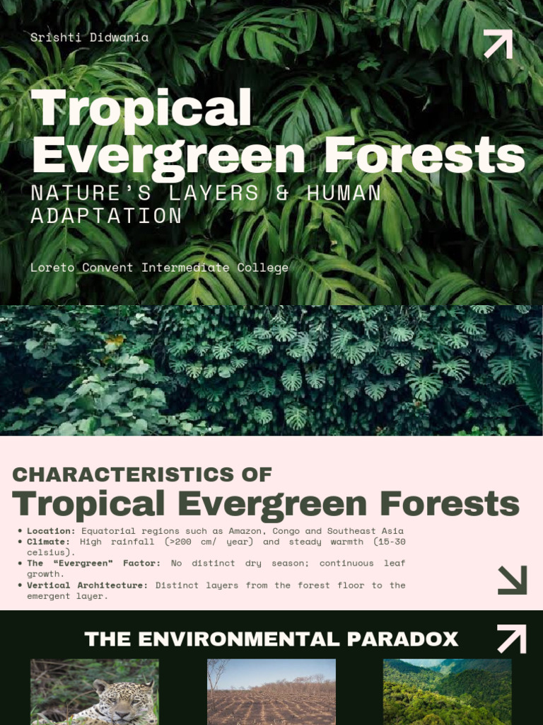 Green and White Modern Ecosystem Presentation PDF | PDF | Forests | Soil