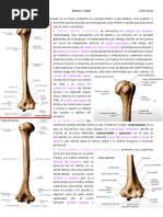 Anatomía del Húmero y sus Partes | PDF | Hombro | Sistema ...