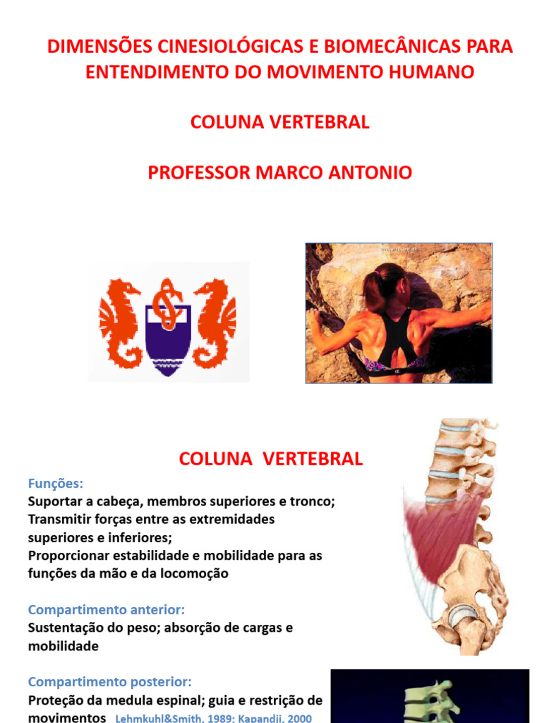 COLUNAVERTEBRALa419795 | PDF | Anatomia dos primatas | Sistema Locomotor