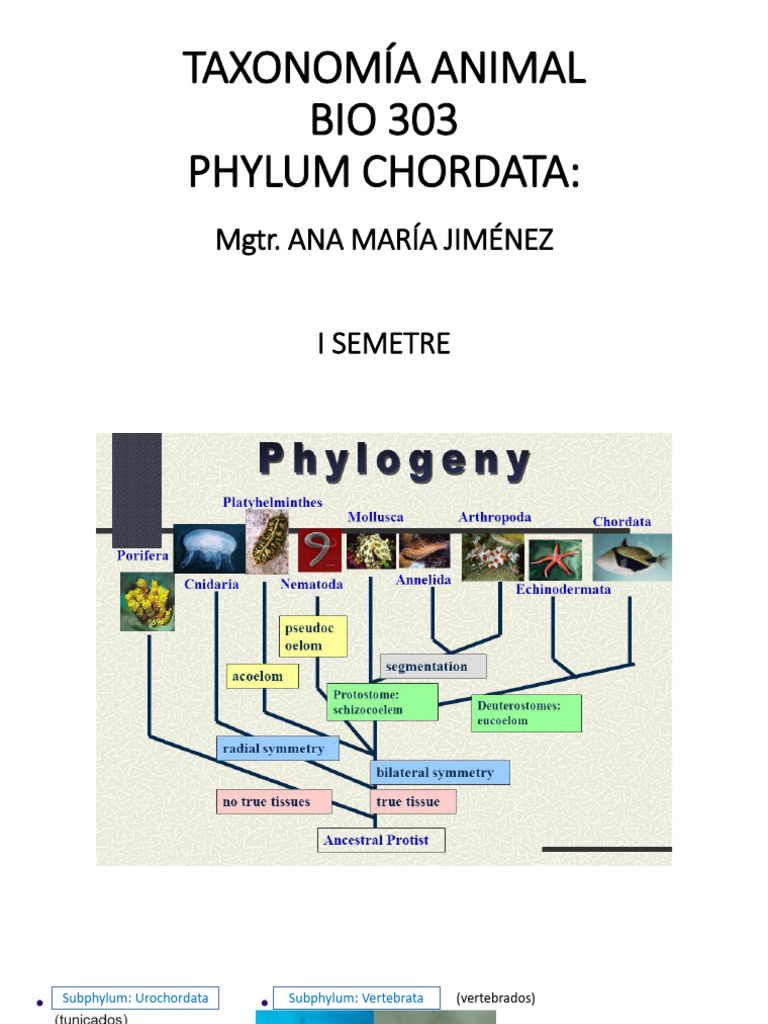 Phylum Chordata | PDF | Vertebrados | Branquia