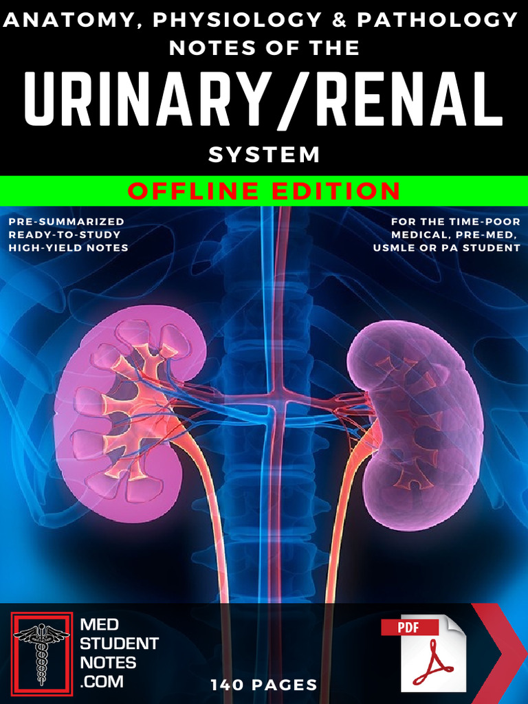 Renal System | PDF | Kidney | Angiotensin