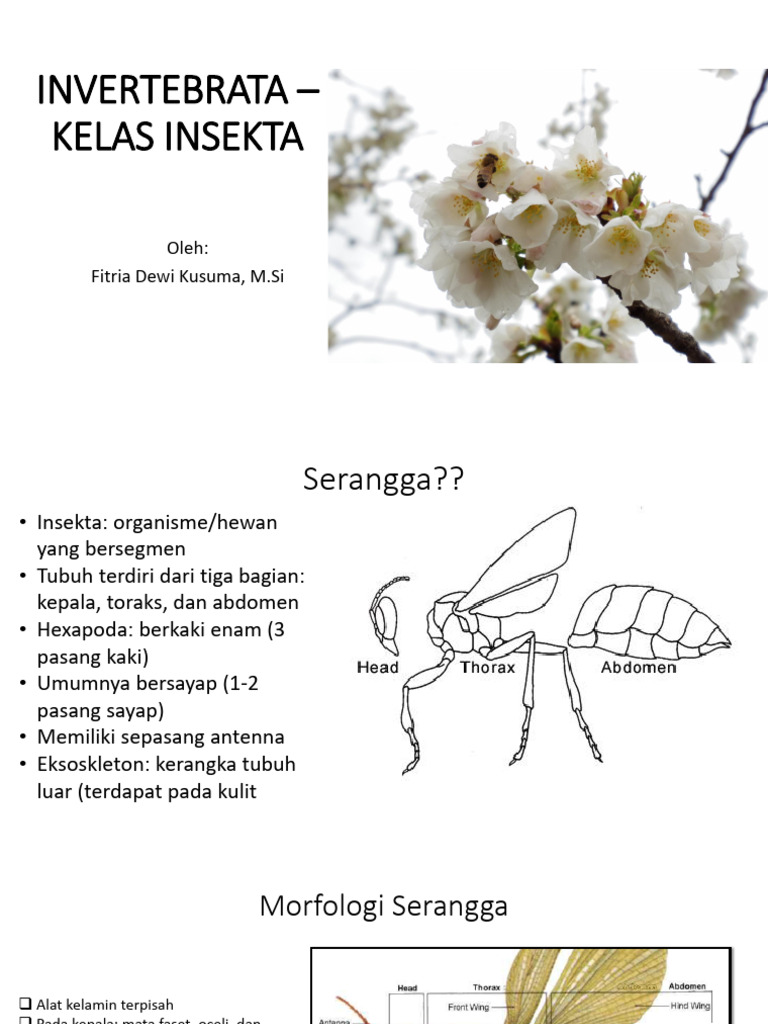 Invertebrata Insecta | PDF