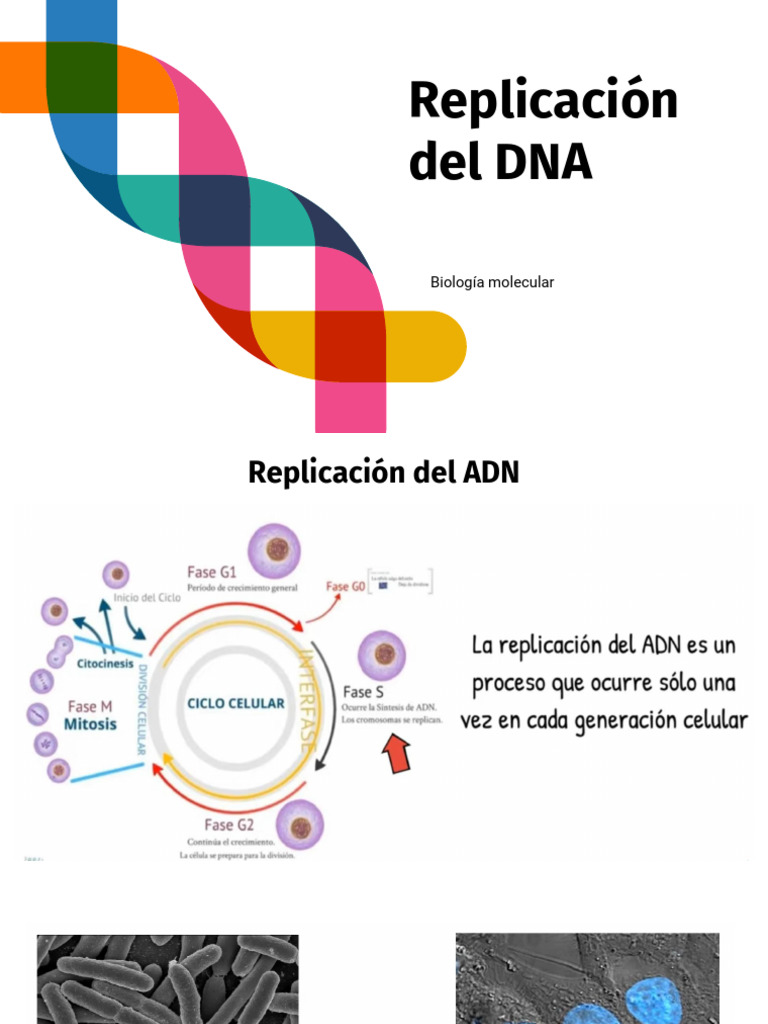 Replicación del ADN 1 | PDF