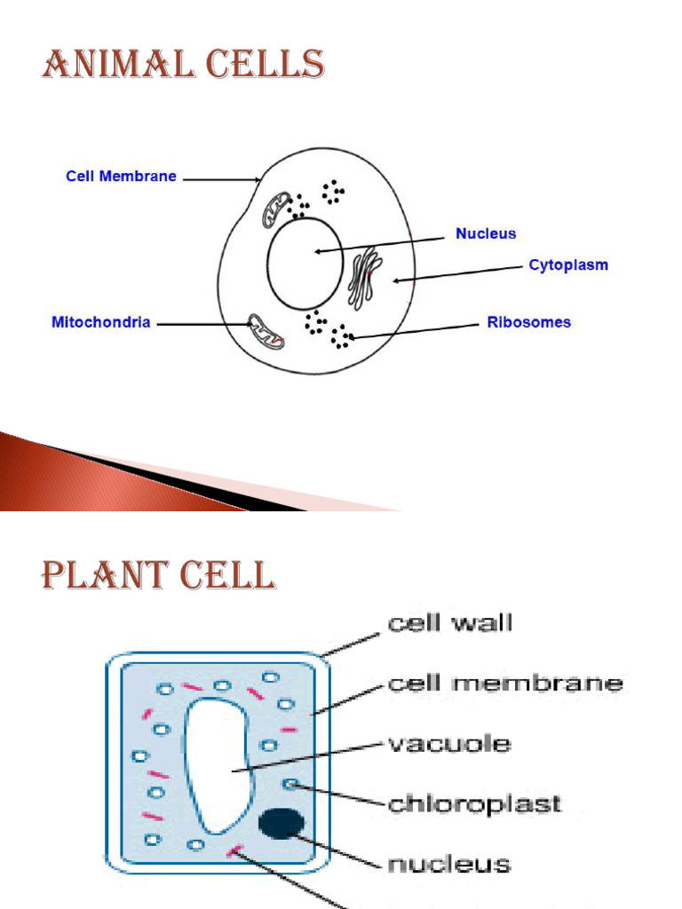 CELLS - Week 1, Day 2 | PDF