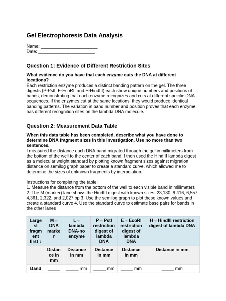 Gel Electrophoresis Analysis | PDF | Gel Electrophoresis | Restriction ...