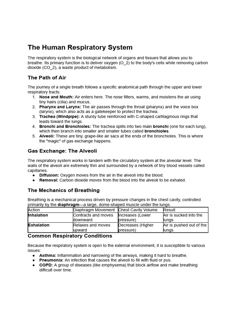 Tell Me About Human Respiratory System PDF | PDF | Respiratory Tract | Lung
