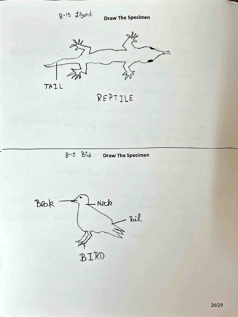 'Rept: Draw The Specimen | PDF