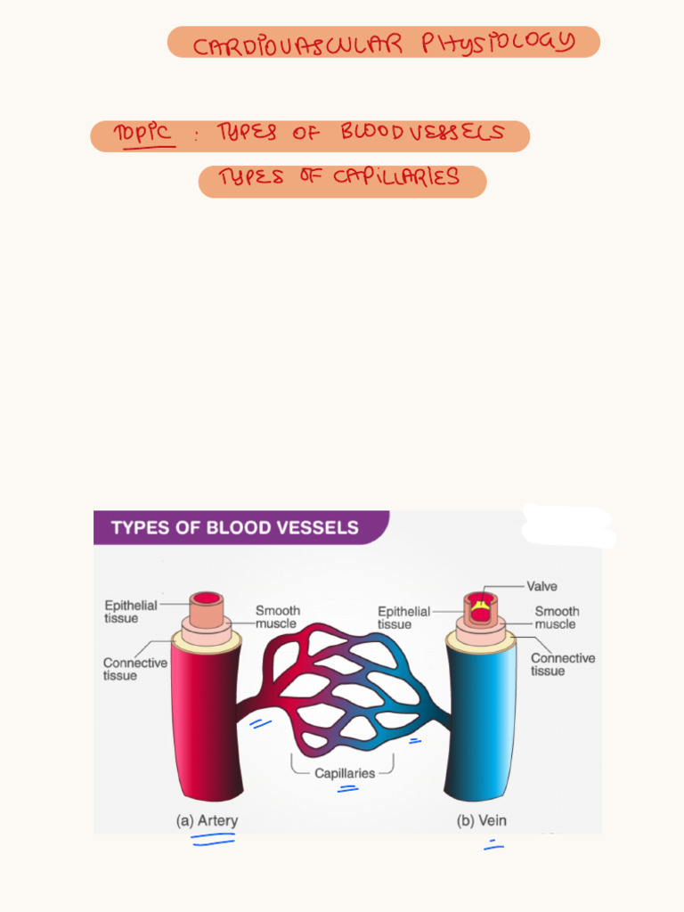 Types of Blood Vessels & Capillaries | PDF
