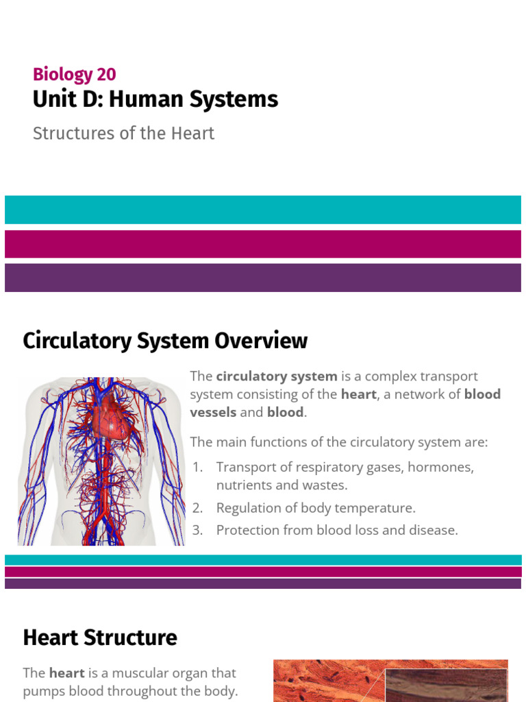 Structures of the Heart | PDF | Heart Valve | Heart
