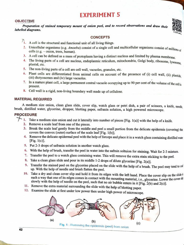Practical Work Biology Class 9th | PDF