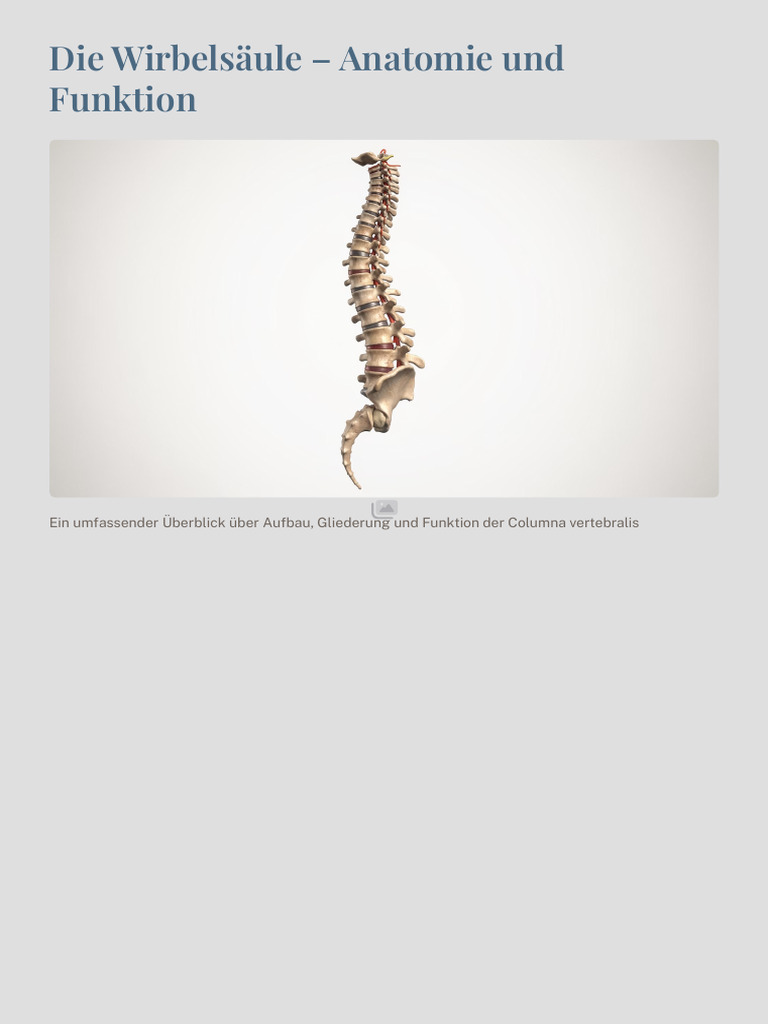 die-wirbelsaule-anatomie-und-funktion-pdf