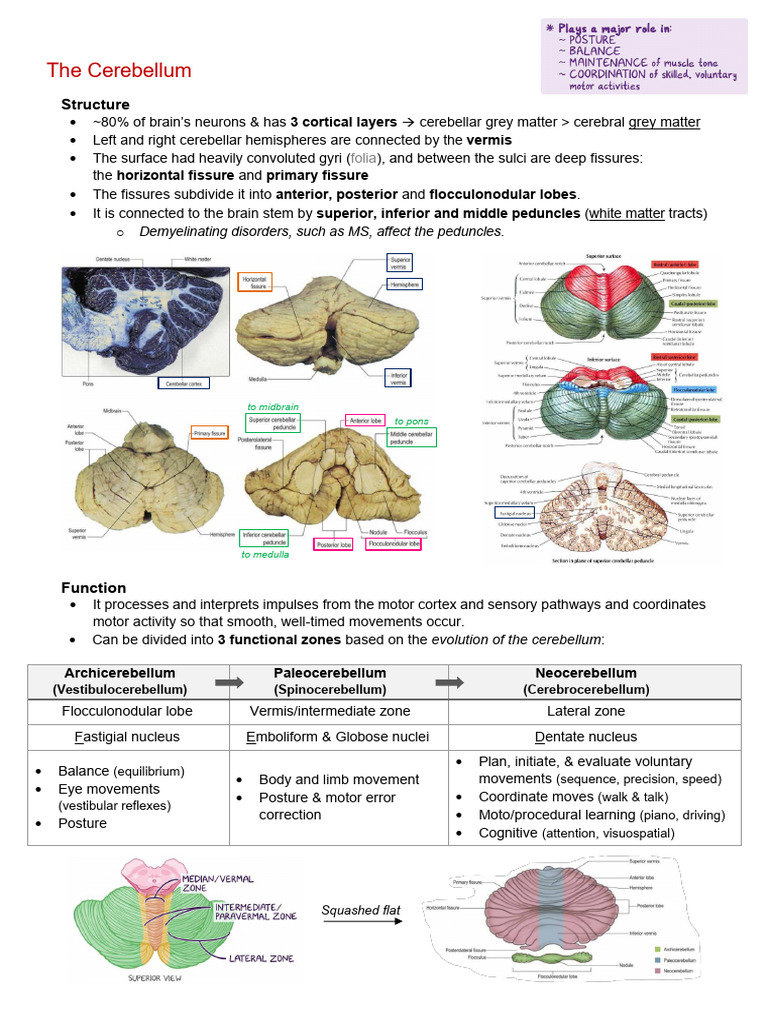 Neuroanatomy - Cerebellum | PDF | Cerebellum | Nervous System