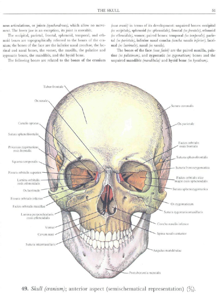 2 | PDF | Skull | Primate Anatomy