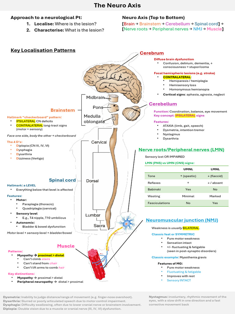 The Neuro Axis | PDF | Brainstem | Nervous System