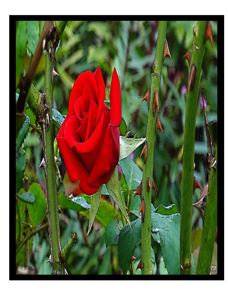 Rose | PDF