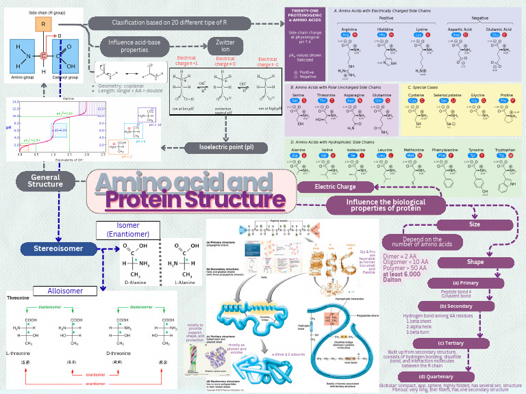 Amino Acid and Protein Structure | PDF | Protein Structure | Proteins